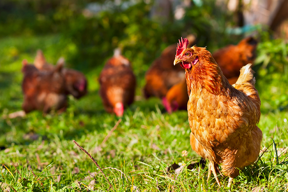 flock of chickens grazing on the grass