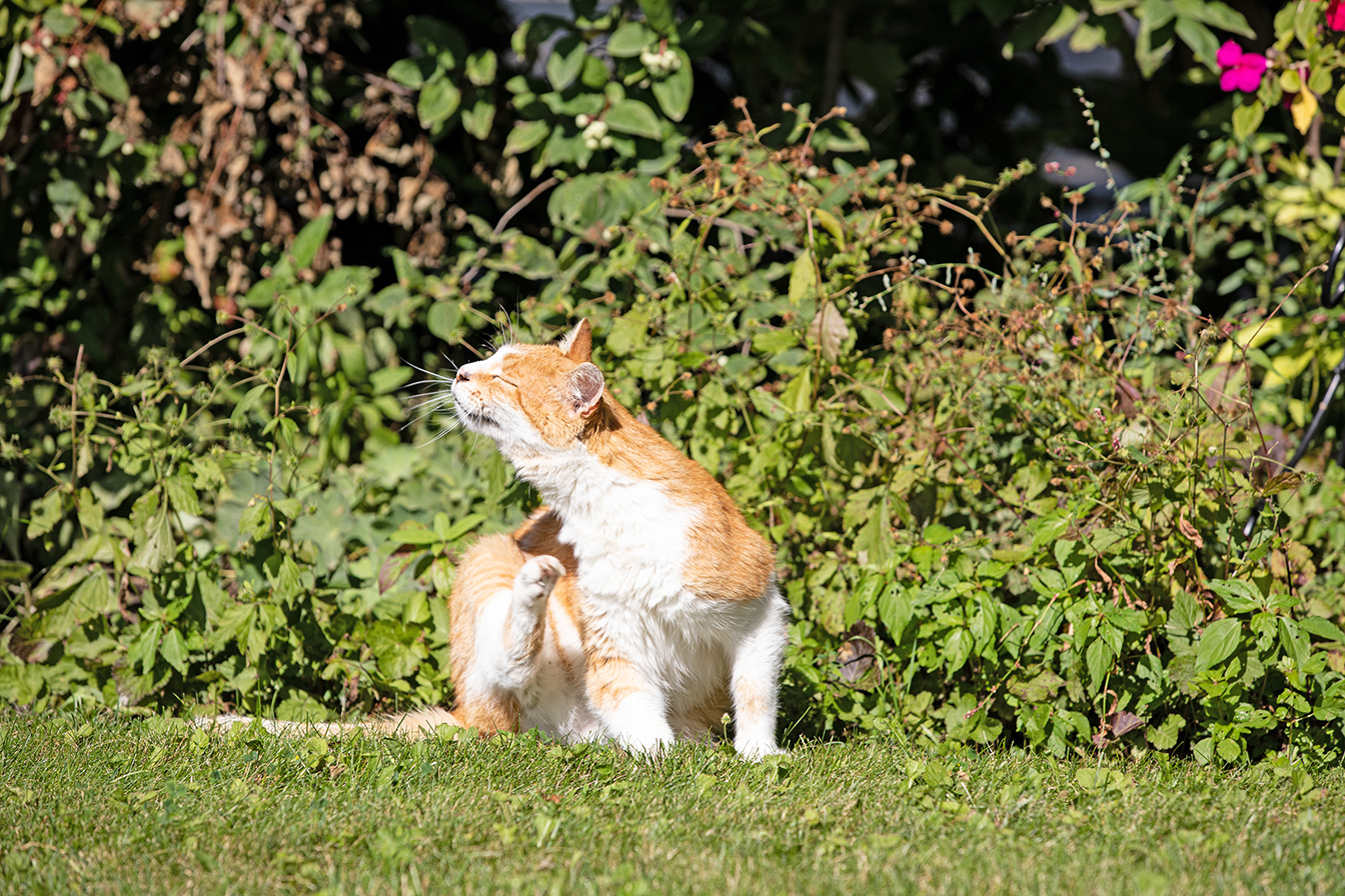 Farm cat scrathing its ear on lawn.