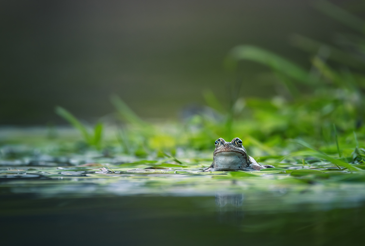 Frog on green pond.