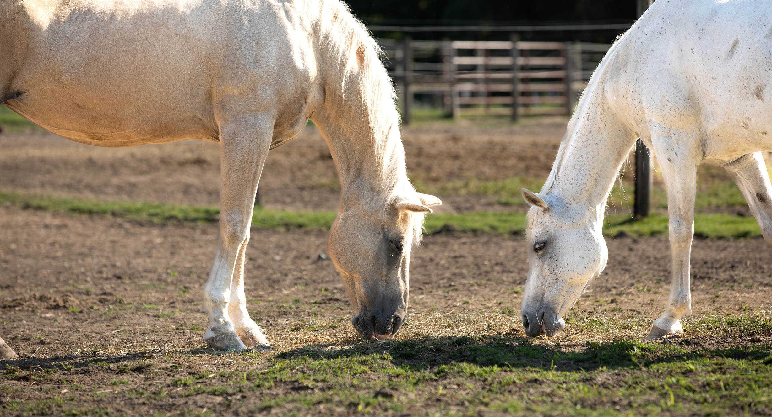 Two horses grazing in pasture.