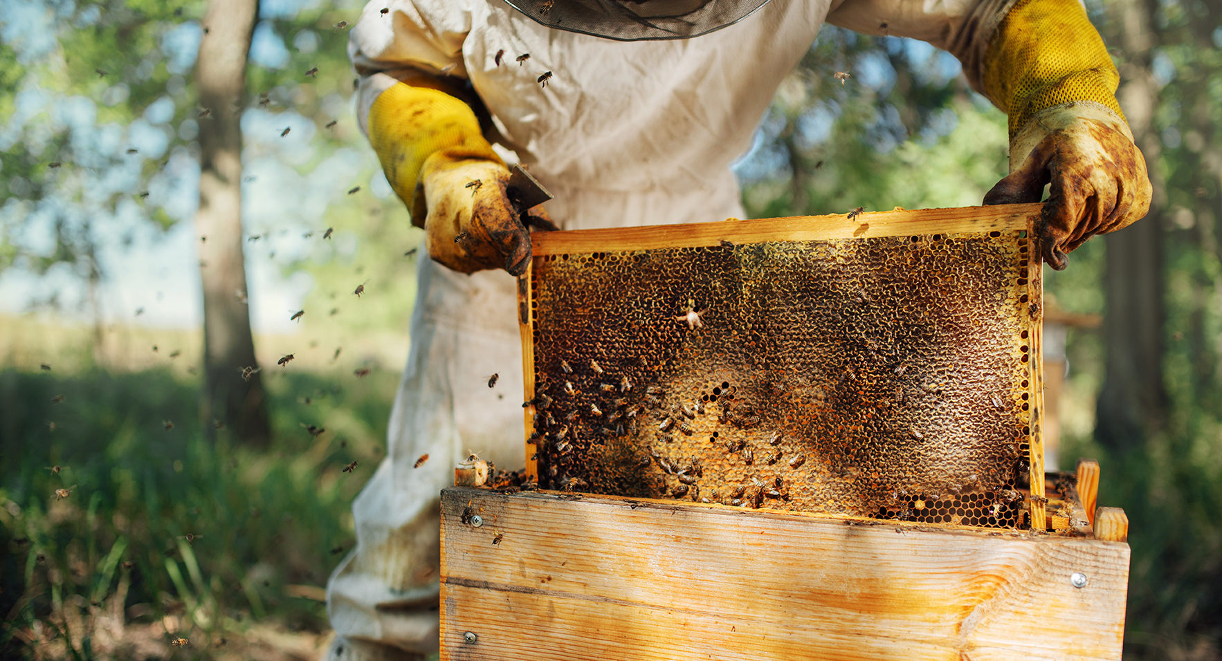 The beekeeper pulls out a frame with honey from the beehive.